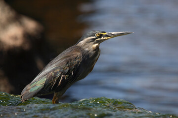 Mangrovenreiher / Greenbacked Heron / Butorides striatus
