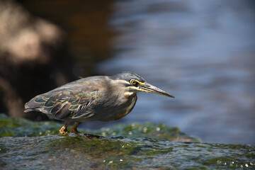 Mangrovenreiher / Greenbacked Heron / Butorides striatus