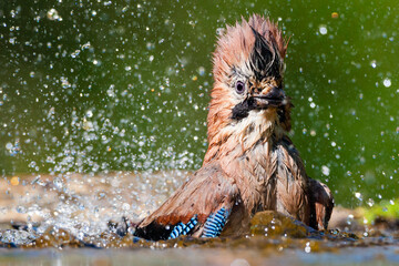 Eurasian Jay, Garrulus glandarius, taking a bath during a hot day.