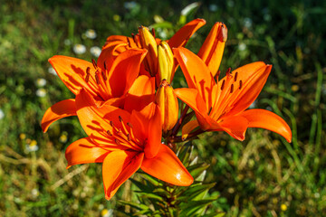 lilie © Hans Steen-Kiel