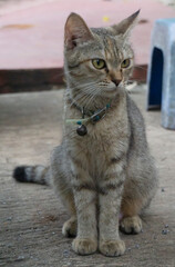 Portrait of gray tabby cat on white background. Lovely pet