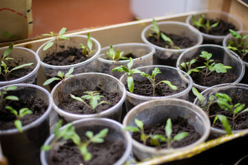 Tomato seeding in pots on window sill