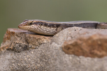 Streifenskink / African stripped skink / Trachylepis striata.