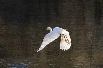 Little egret, Egretta garzetta, small white heron with a black beak.