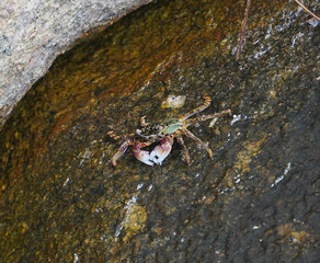 Krebs auf nassem Felsen