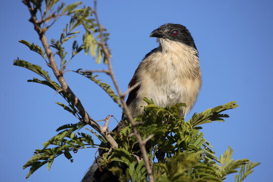 Tiputip / Burchell's Coucal / Centropus superciliosus.