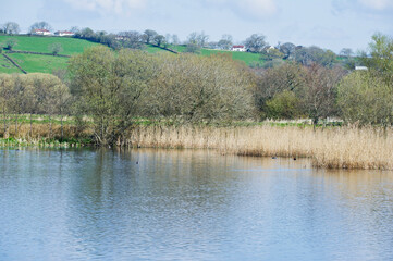 Reeds and landscape, Westhay National Nature Reserve, Somerset