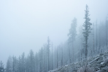 Fototapeta na wymiar Snowfall in the misty mountain forest in central Oregon.
