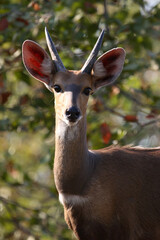 Buschbock / Bushbuck / Tregelaphus scriptus