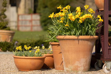 Fototapeta na wymiar Display of Spring Flowering Daffodils (Narcissus 'Tete a Tete') in Terracotta Pots on a Terrace in Trentham Gardens stoke on trent staffordshire