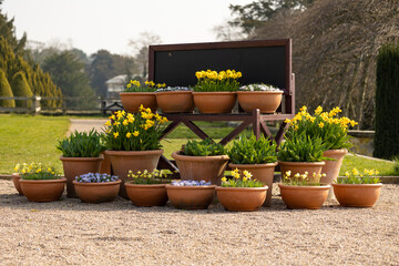 Display of Spring Flowering Daffodils (Narcissus 'Tete a Tete') in Terracotta Pots on a Terrace in...