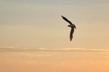 Fototapeta na wymiar Calm flight of the seagull during a warm sunset