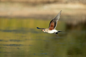 Adult collared pratincole flying in the last light of the afternoon in a wetland in central Spain