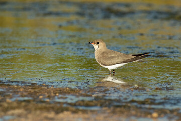 Collared pratincole in a lagoon in central Spain with the last lights of the afternoon of a hot summer day