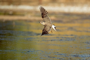 Adult collared pratincole flying in a wetland in central Spain in the last light of the afternoon