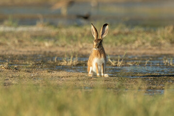Iberian hare in a wetland in central Spain with the last light of the day © Jesus