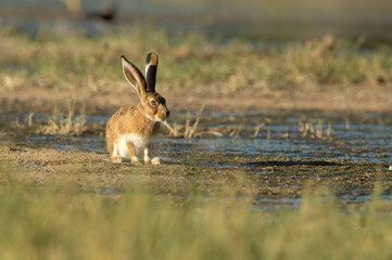 Iberian hare in a wetland in central Spain with the last light of the day