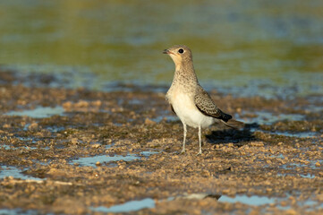 Young collared pratincole in a wetland in the center of the Iberian Peninsula with the last lights of the afternoon