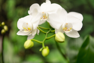 white flowers of blooming orchid in spring. macro