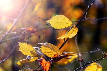 Yellow leaves in the forest on a tree in sunny weather. Autumn forest