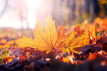 Orange maple leaf on the ground in the sun rays. Autumn leaves