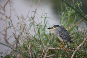 Mangrovenreiher / Greenbacked Heron / Butorides striatus