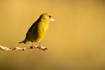 European greenfinch male in a Mediterranean forest with the first light of day on a branch