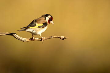 European goldfinch with the last light of the day in a Mediterranean forest in summer