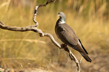 Common woodpigeon with the last lights of the afternoon in a natural water point of a Mediterranean forest