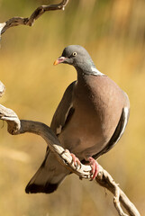 Common woodpigeon with the last lights of the afternoon in a natural water point of a Mediterranean forest