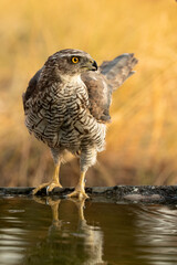 Two year old male Northern goshawk with the first light of dawn at a water point within a Mediterranean forest in summer