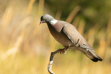 Common woodpigeon with the last lights of the afternoon in a natural water point of a Mediterranean forest