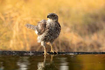Two year old male Northern goshawk with the first light of dawn at a water point within a Mediterranean forest in summer