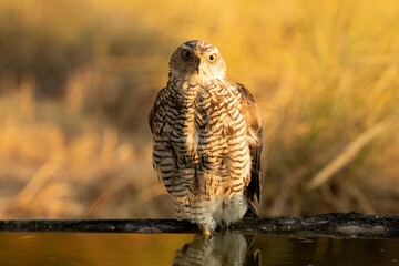 Two year old male Northern goshawk with the first light of dawn at a water point within a...