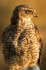 Two year old male Northern goshawk with the first light of dawn at a water point within a Mediterranean forest in summer