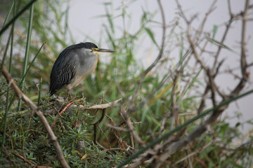 Mangrovenreiher / Greenbacked Heron / Butorides striatus