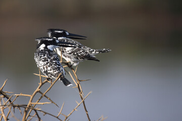 Graufischer / Pied Kingfisher / Ceryle rudis
