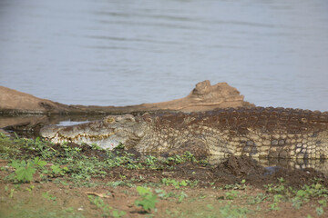 Nilkrokodil / Nile Crocodile / Crocodylus Niloticus