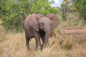 Fototapeta premium Afrikanischer Elefant / African elephant / Loxodonta africana