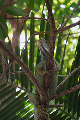 Leguan auf einem Ast in Thailand