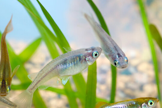 Glacier blue Japanese aquarium Rice fish "Miyuki Medaka", close up macro photography.