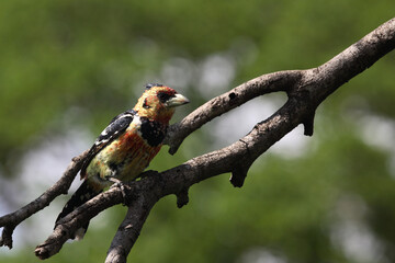 Haubenbartvogel oder Schwarzrücken-Bartvogel / Crested barbet / Trachyphonus vaillantii