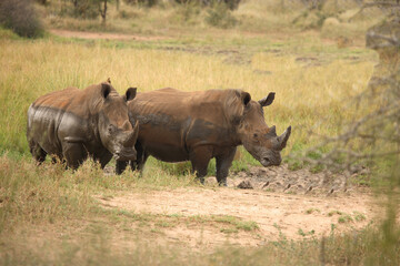 Fototapeta premium Breitmaulnashorn / Square-lipped Rhinoceros / Ceratotherium Simum