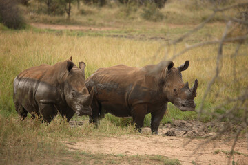 Obraz premium Breitmaulnashorn / Square-lipped Rhinoceros / Ceratotherium Simum