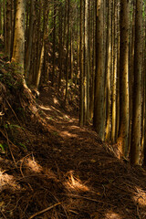 山中へ続く林道