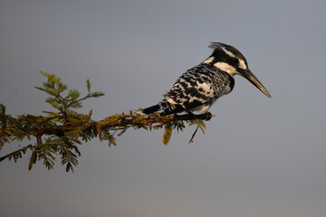 Graufischer / Pied Kingfisher / Ceryle rudis
