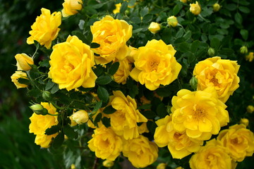 bush of climbing yellow roses in the garden - Powered by Adobe
