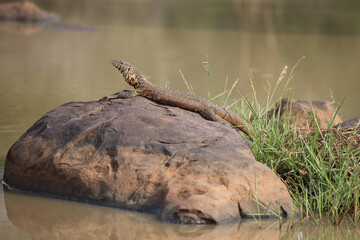 Nilwaran / Nile Monitor / Varanus niloticus