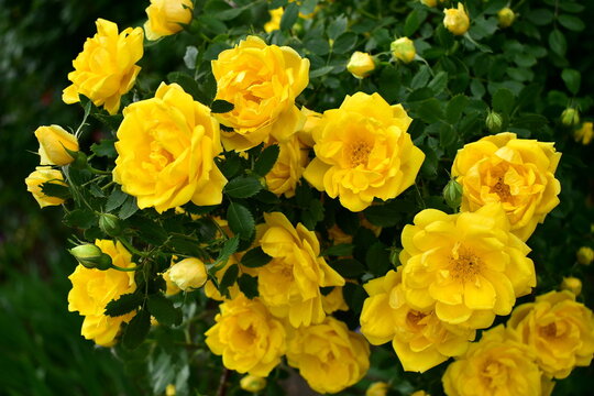 bush of climbing yellow roses in the garden