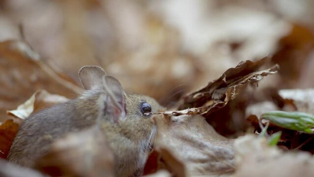 Little Mouse In The Forest